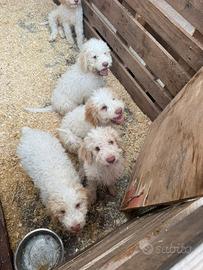 Lagotto