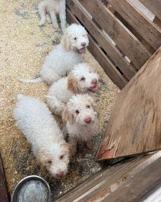 Lagotto