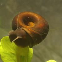 Planorbarius e Lemna Minor