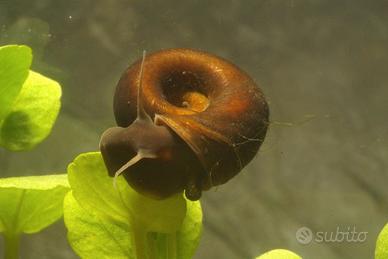 Planorbarius e Lemna Minor