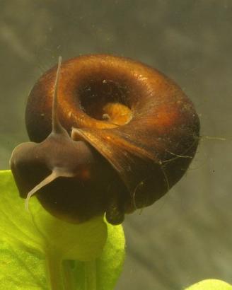 Planorbarius e Lemna Minor