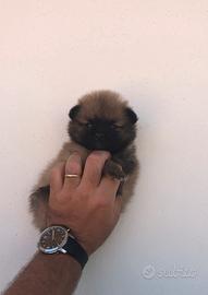 Pomerania fulvi