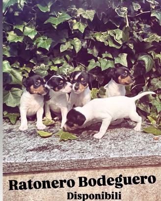Ratonero Bodeguero