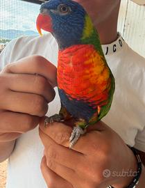 Coppia di Lory arcobaleno