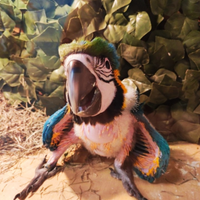 Pullo di Ara Ararauna