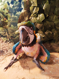 Pullo di Ara Ararauna