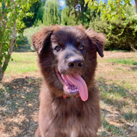 Cucciolo Pastore Lessinia e Lagorai