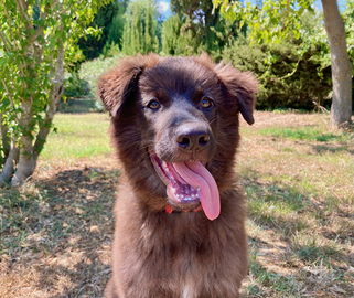 Cucciolo Pastore Lessinia e Lagorai