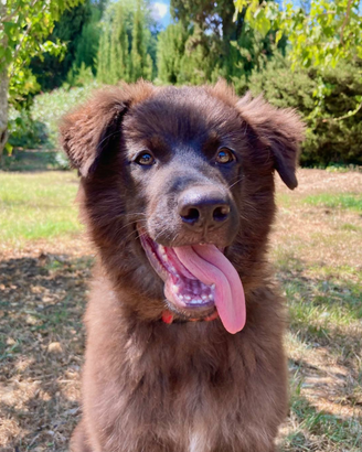 Cucciolo Pastore Lessinia e Lagorai