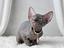 Immagine 6