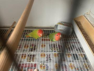 Coppie di inseparabili