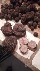 tartufo scorsone /bianchetto