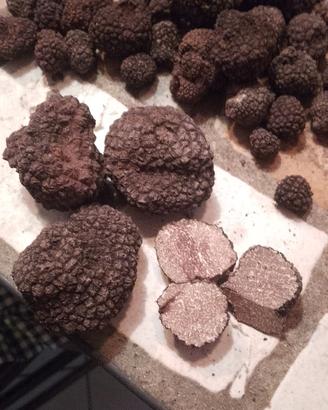 tartufo scorsone /bianchetto