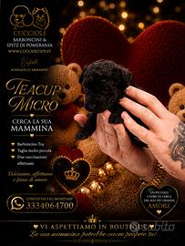 Barboncino teacup micro