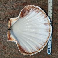 Conchiglie capesante