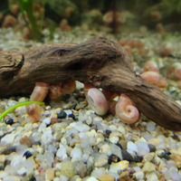 Lumache d'acquario