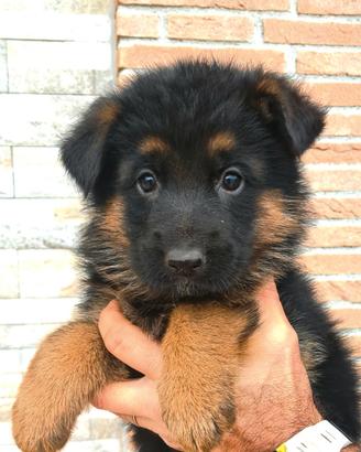Cuccioli di Pastore Tedesco Allevamento ENCI