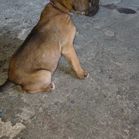 Cucciolo cane corso