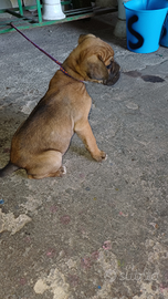 Cucciolo cane corso