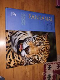 Pantanal - immagini Brasile