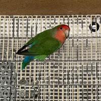 Inseparabili, cocorite,pappagalli