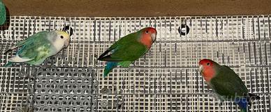 Inseparabili, cocorite,pappagalli