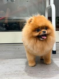 Volpino di Pomerania