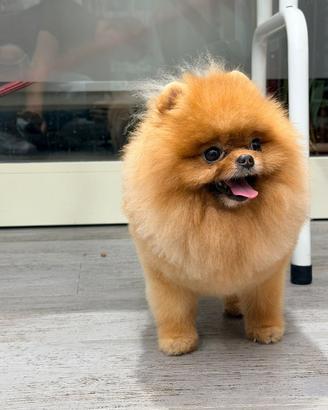 Volpino di Pomerania