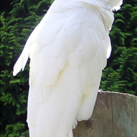 Cacatua alba