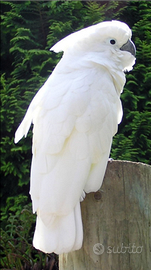 Cacatua alba