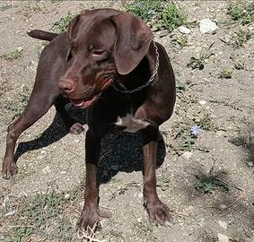 Bracco da tartufo