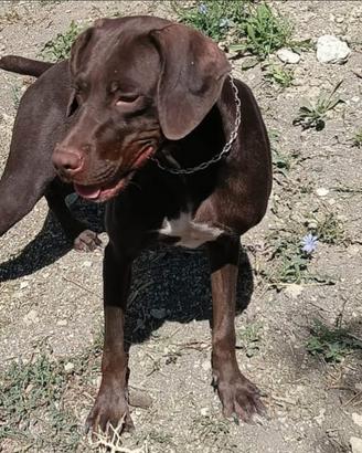 Bracco da tartufo