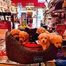 cuccioli-di-taglia-molto-piccola-e-piccolissima-