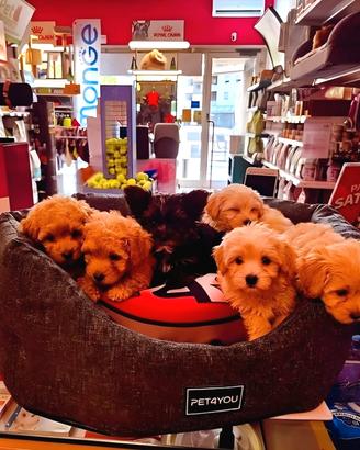 Cuccioli di taglia molto piccola e piccolissima 