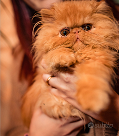 Gatto persiano rosso femmina