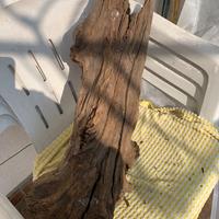 RADICE     DRIFT WOOD  x acquario