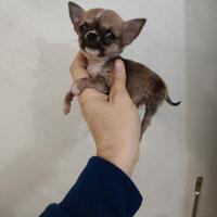 Chihuahua cuccioli