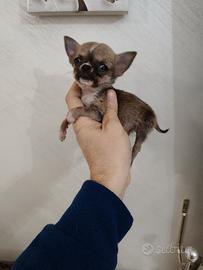 Chihuahua cuccioli