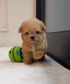 Mini Maltipoo maschietto 2 mesi microchip