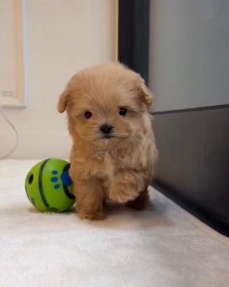 Mini Maltipoo maschietto 2 mesi microchip