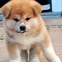 Akita Inu