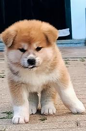 Akita Inu