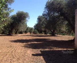 ORIA (BR) - Terreno agricolo/edificabile