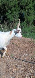 Capretta girgentana