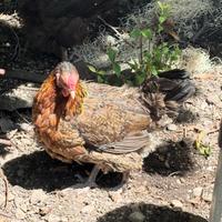 Gallina per le uova