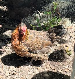 Gallina per le uova