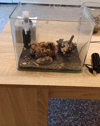 piccolo acquario adatto a Betta 
