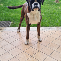 Boxer maschio per monta