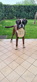 Boxer maschio per monta