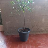 Albero di Limone  Caviale 